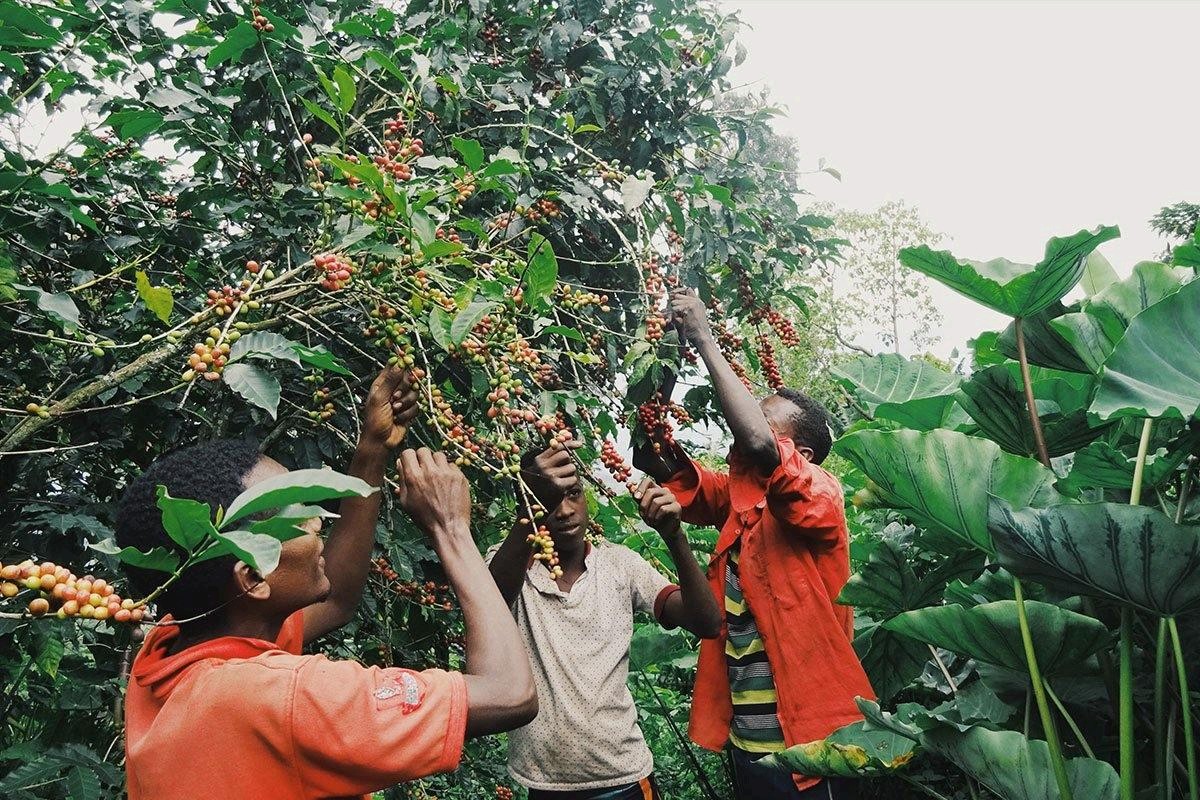 Harrar coffee cherry picking